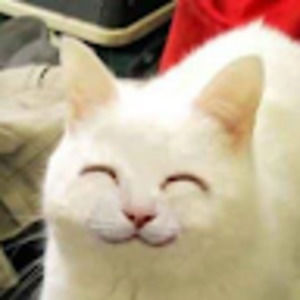 Meet your Posher, ًdaisy